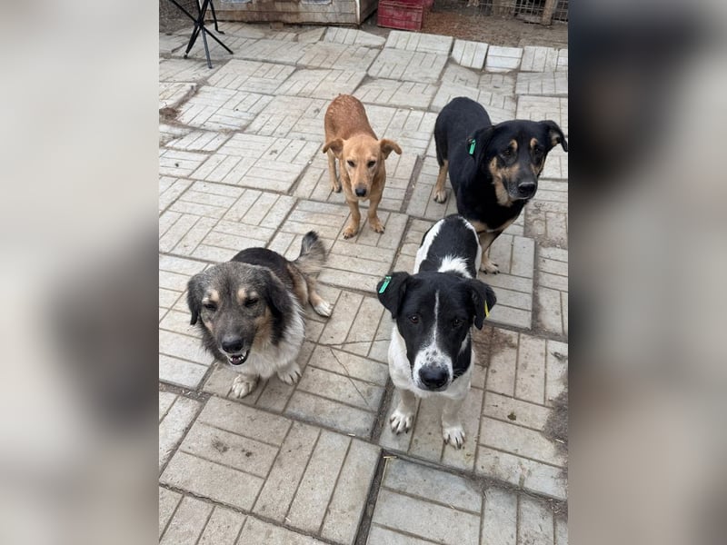 ♥RINGO♥ zuckersüßer, ruhiger kleiner sanfter Schatz 38 cm