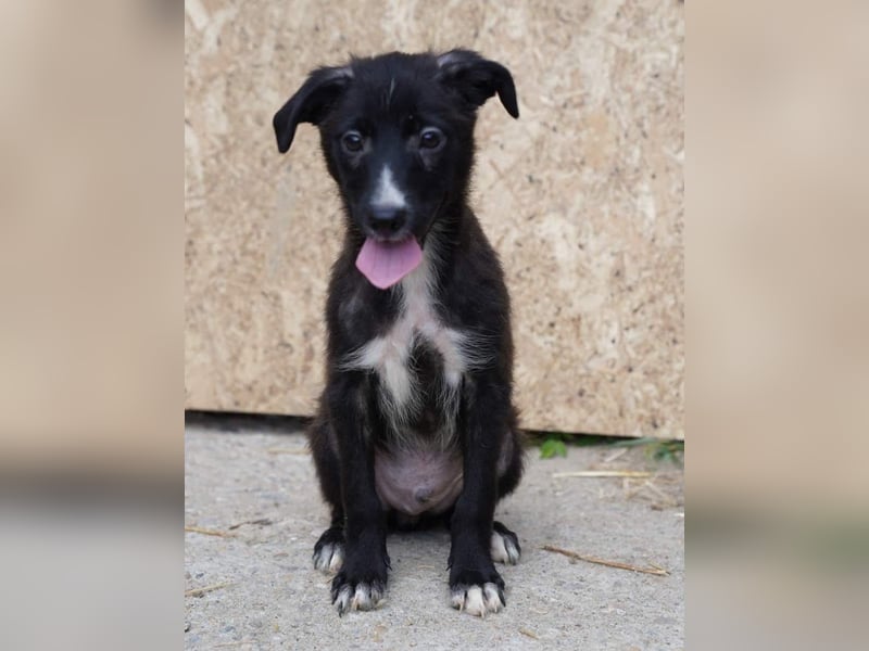 ⭐️TERRY⭐️, aufgeschlossener Welpenjunge, 3 Monate, 30 cm, Mischling, Tierschutz Rumänien