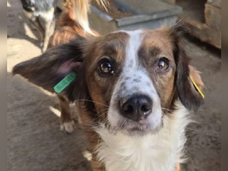 ♥TODDY♥ ab 24.Okt auf Pflegestelle bei Köln- verschmustes, ganz zutrauliches, goldiges Kerlchen 35cm
