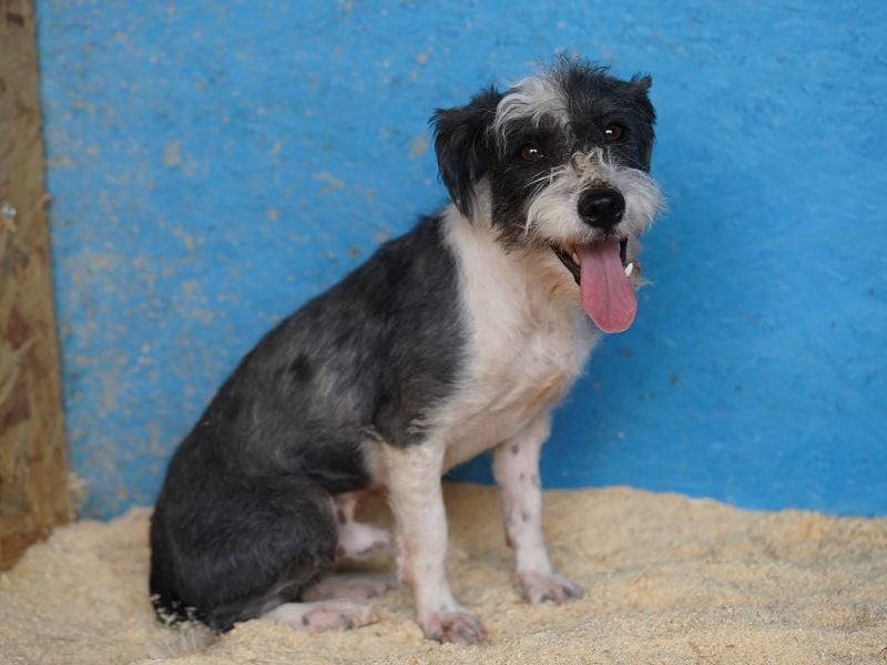 ♥OREO♥ ab 29. Aug auf Pflegestelle bei Köln-süßer, total freundlicher und aufgeschlossener Rüde 28cm