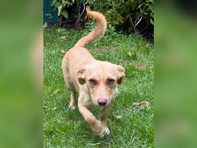 ♥ESTRELLA♥ neu auf Pflegestelle bei Köln - süße, verschmuste, aufgeschlossene Hündin 36cm