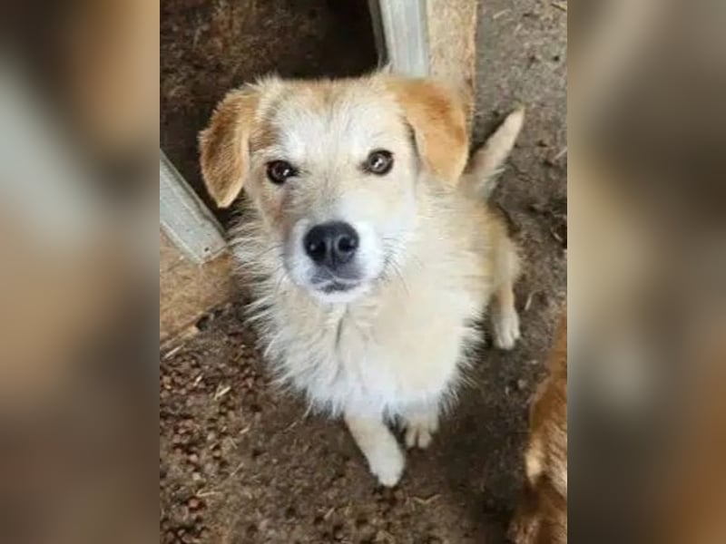 ♥SUNNY♥ ab 18. Jul auf Pflegest bei Köln -süße, liebe, ruhige und aufgeschlossene kleine Hündin 40cm