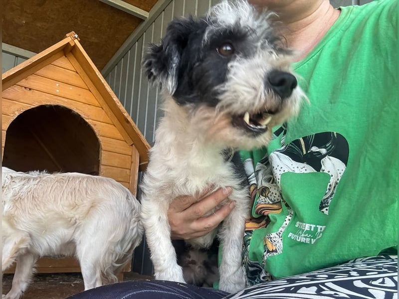 ♥OREO♥ ab 29. Aug auf Pflegestelle bei Köln-süßer, total freundlicher und aufgeschlossener Rüde 28cm