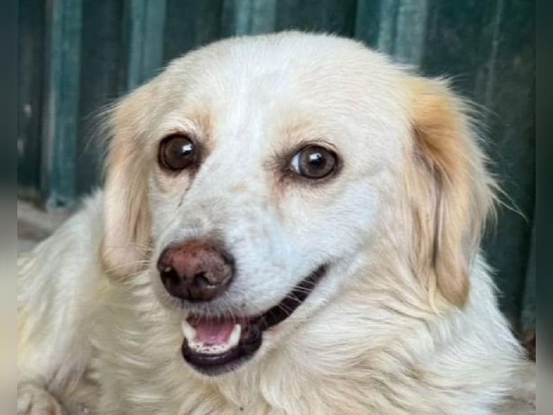 ♥MILLY♥ ab 29.Aug auf Pflegestelle bei Köln-wunderschöne, verschmuste,etwas unterwürfige Hündin 29cm