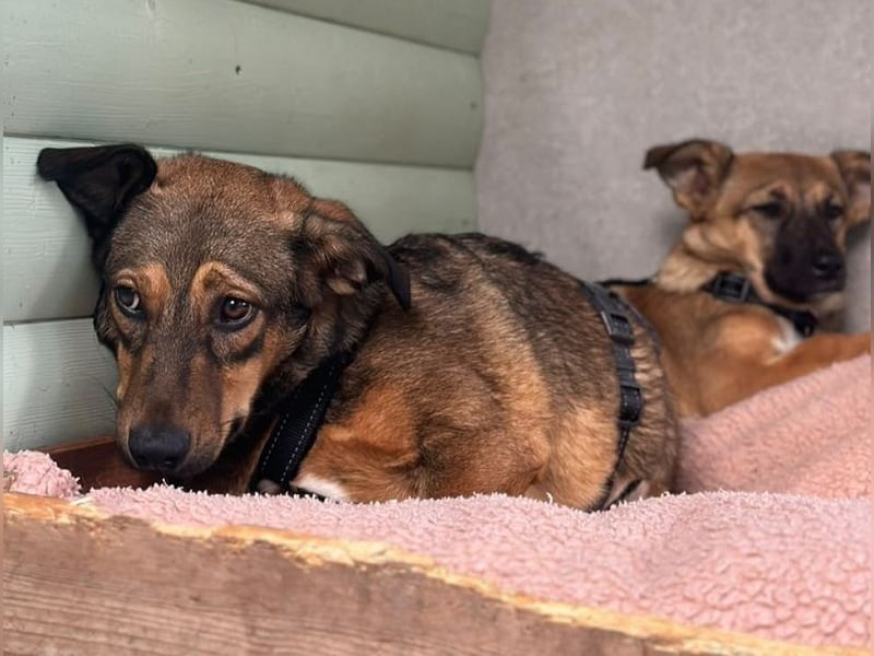 ♥MAYA♥ neu auf Pflegestelle bei Köln - süße, ganz liebe, noch unsichere kleine Junghündin 35 cm