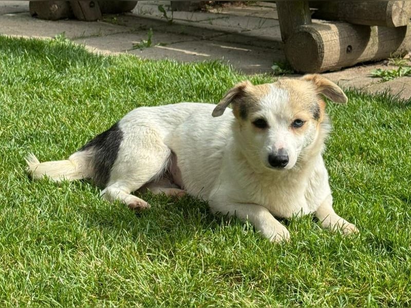 ♥TARA♥ neu auf Pflegest bei Köln-zarte,anfangs noch vorsichtige Hündin, die immer mehr aufblüht 30cm