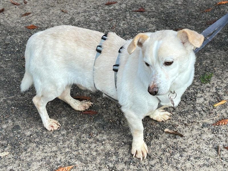 ♥MAMBO♥ auf Pflegestelle in Köln - verschmuster, anhänglicher, unkomplizierter Rüde 33 cm