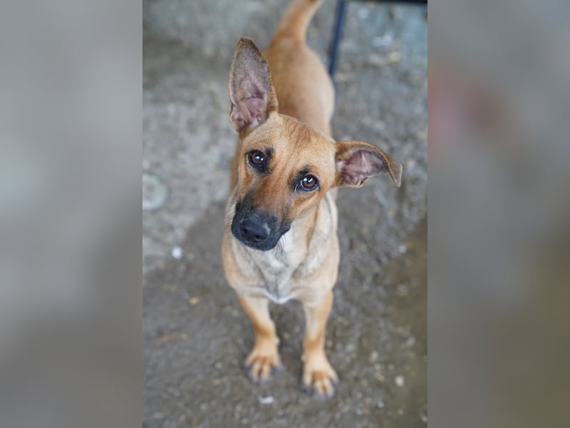 ⭐️BINELLE⭐️, aufgeschlossene Hündin, 1 Jahr, 33 cm, Mischling, Tierschutz Rumänien