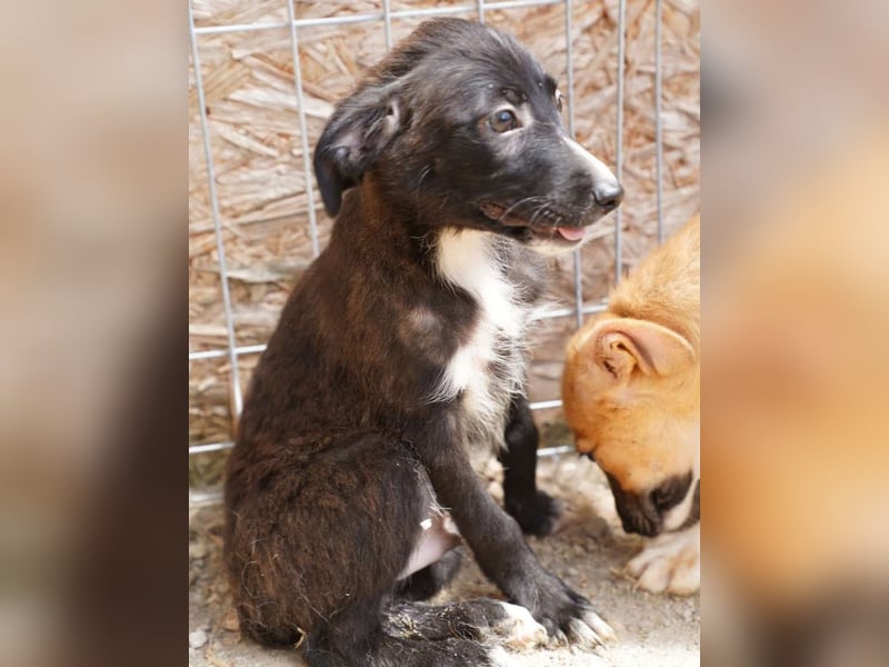 ⭐️TERRY⭐️, aufgeschlossener Welpenjunge, 3 Monate, 30 cm, Mischling, Tierschutz Rumänien
