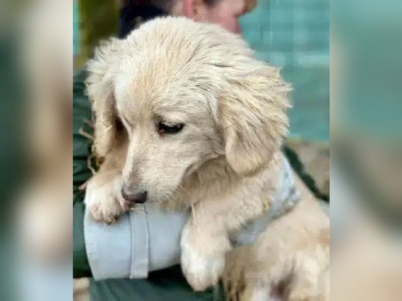 ♥PIPPO♥ süßer, charmanter, noch unsicherer kleiner Junior 30 cm