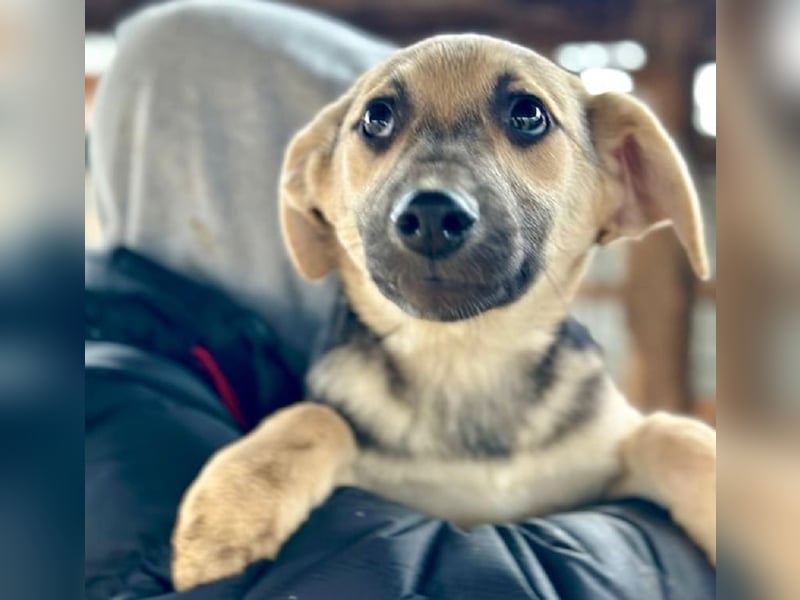 ♥DINA♥ ab 28. Feb auf Pflegestelle bei Köln-hübsches, liebes, verspieltes kleines Welpenmädchen 35cm