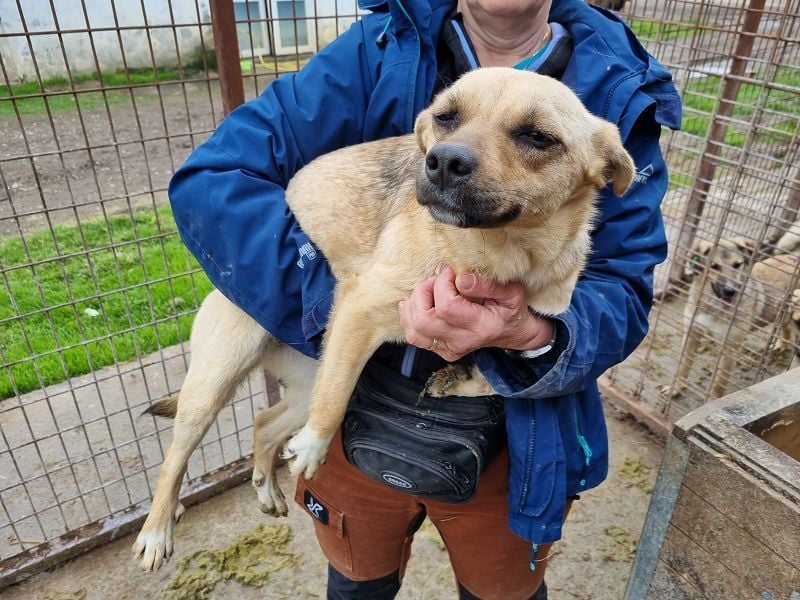 ♥KILA♥ süße, kleine, verspielte, anfangs noch zurückhaltende Junghündin 40 cm