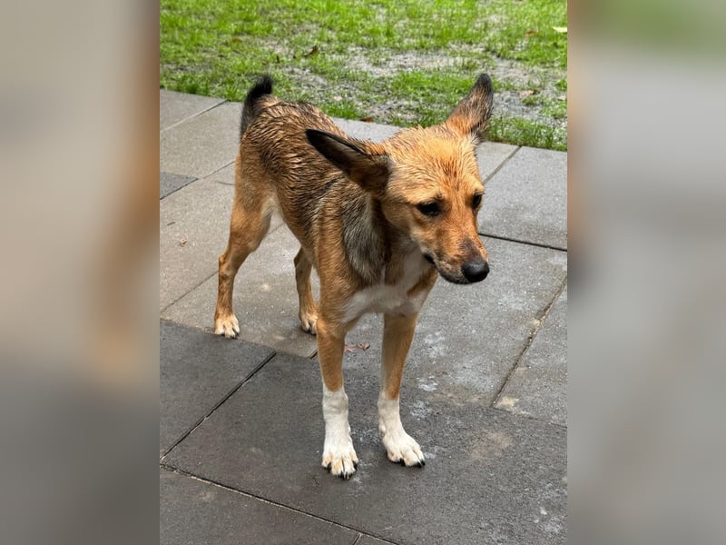 ♥DUMBO♥ neu auf Pflegestelle bei Köln - süßer, lieber, anfangs noch vorsichtiger Rüde 35cm