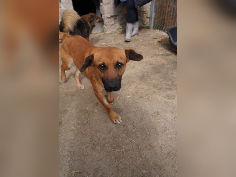 OLLI, lustiges Kerlchen, 1,5 Jahre, 36 cm, Mischling, Pflegestelle Köln, Tierschutz Rumänien