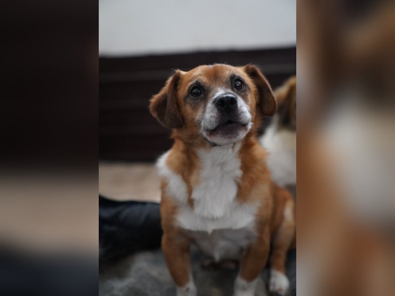 ⭐️TAC⭐️, Zuckerstück, Rüde, 2,5 Jahre, 35 cm, Mischling, Tierschutz Rumänien