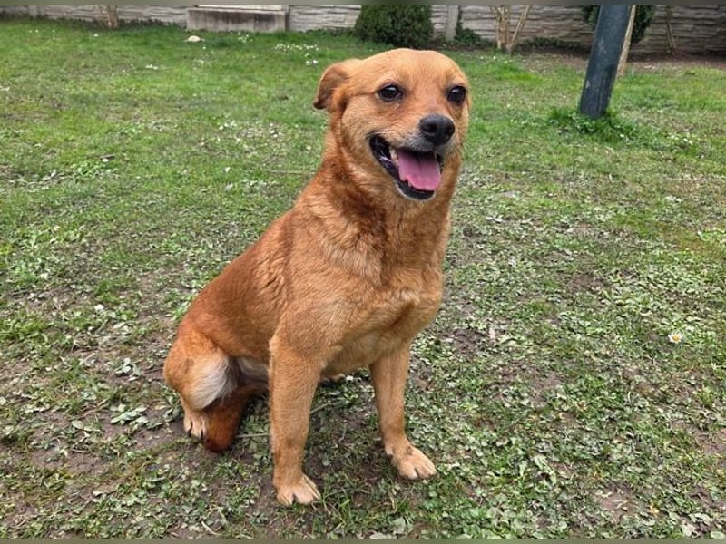 ♥MARILOU♥ neu auf Pflegestelle bei Köln - absolut menschenbezogene und verschmuste Hündin 40cm