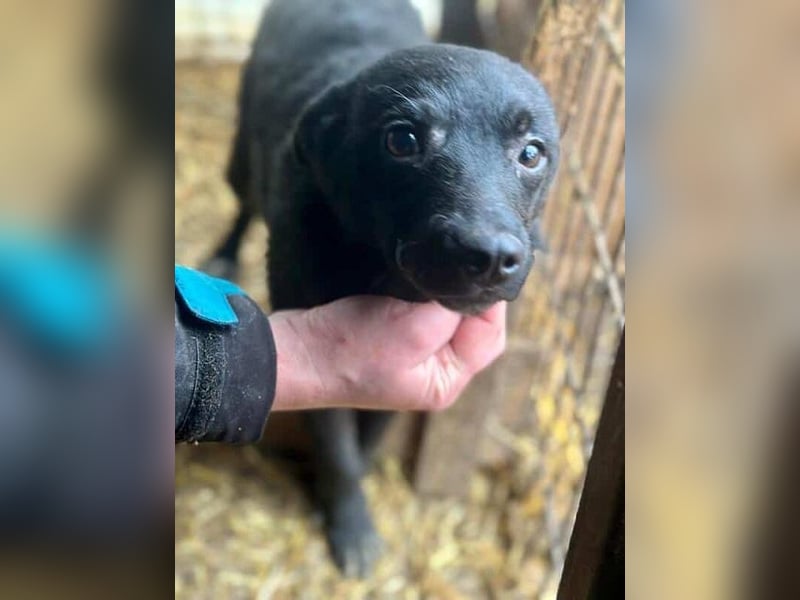 ♥AMIRA♥ ganz niedliche, verspielte Welpin 35 cm (wird mittelgroß)