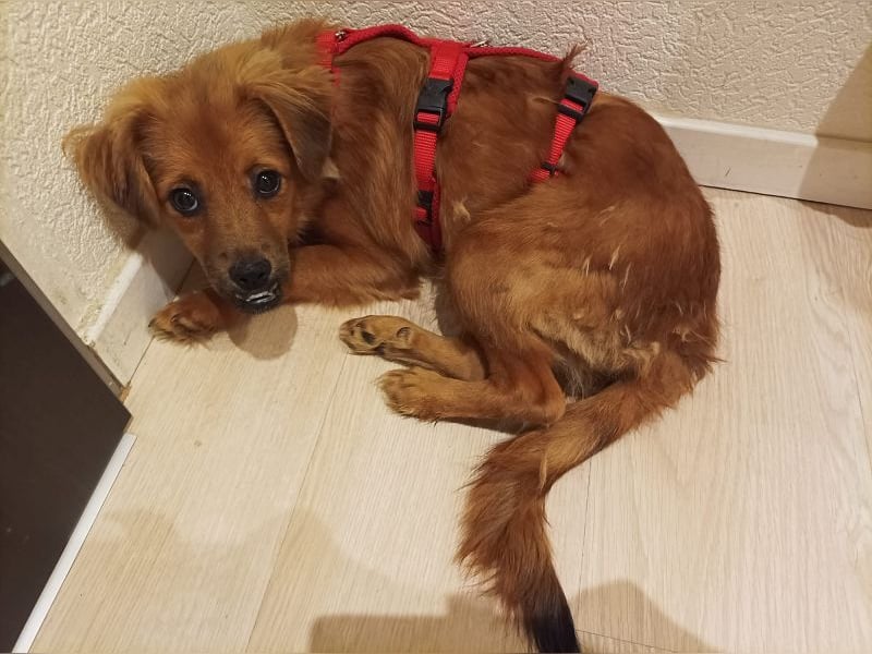 &#9829;EMMA&#9829; auf Pflegestelle bei Aachen - tolle kleine Juniorin mit dem süßen Unterbiss 31 cm (wachsend)