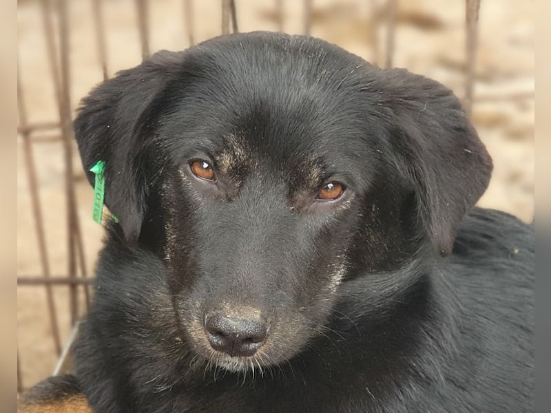 ♥MARIA♥ ab 15. Nov auf Pflegestelle bei Köln - wunderbare, ausgeglichene Junghündin 39cm