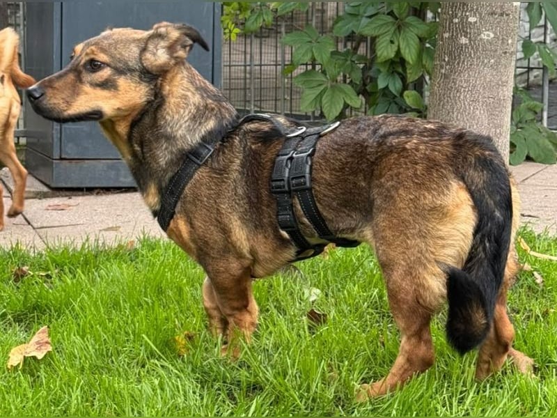 ♥MAYA♥ neu auf Pflegestelle bei Köln - süße, ganz liebe, noch unsichere kleine Junghündin 35 cm