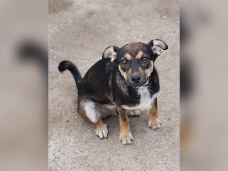 ⭐️CICI⭐️, verschmuster Hundejunge, 8 Monate, 29 cm, Tierschutz Rumänien