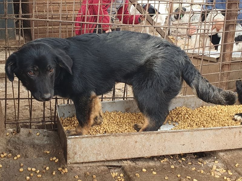 ♥MARIA♥ ab 15. Nov auf Pflegestelle bei Köln - wunderbare, ausgeglichene Junghündin 39cm