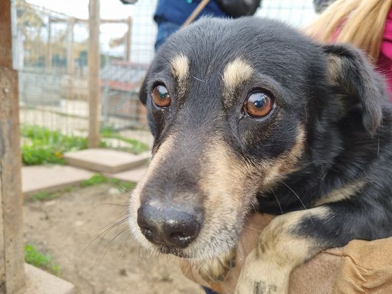 ♥LAURIN♥ süßer, noch zurückhaltender kleiner Rüde, der im Tierheim völlig überfordert ist 35 cm