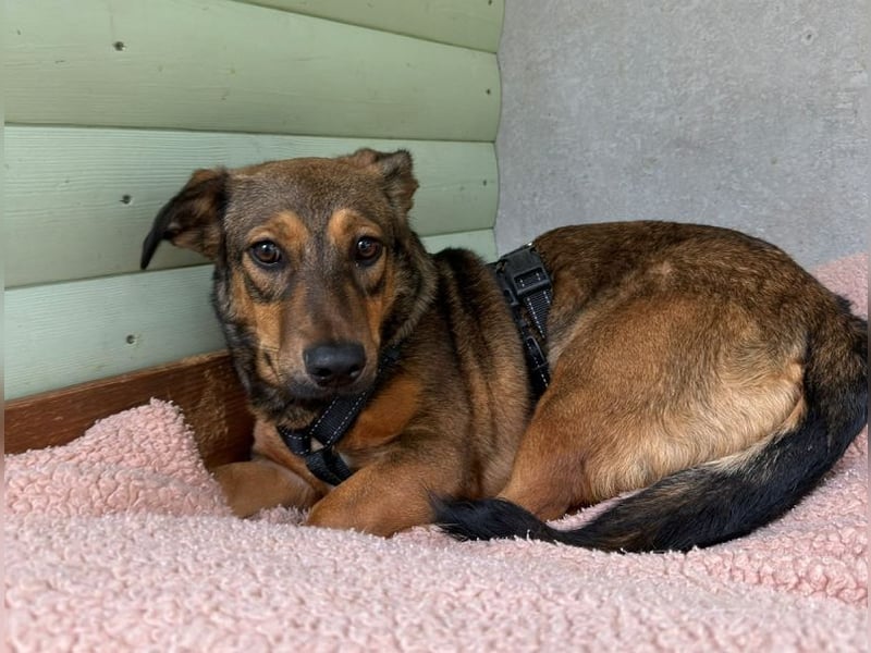 ♥MAYA♥ neu auf Pflegestelle bei Köln - süße, ganz liebe, noch unsichere kleine Junghündin 35 cm