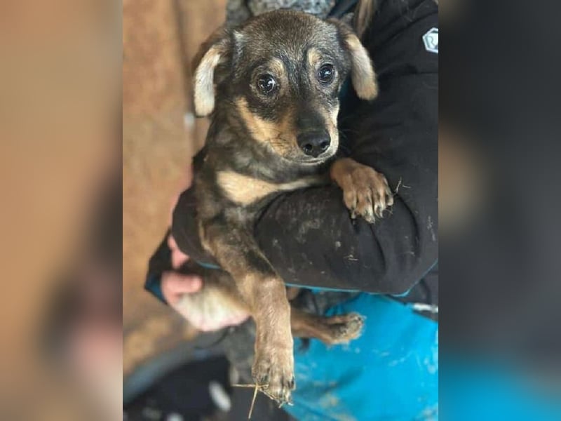 ♥HEIDI♥ neu auf Pflegestelle bei Köln - süße Welpin, die im Moment aufgepäppelt wird 32cm (wachsend)