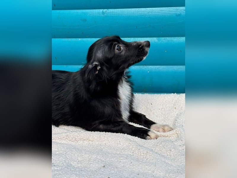 ♥TABU♥ auf Pflegestelle bei Köln - süßer, fröhlicher, verspielter Herzensbrecher 29 cm