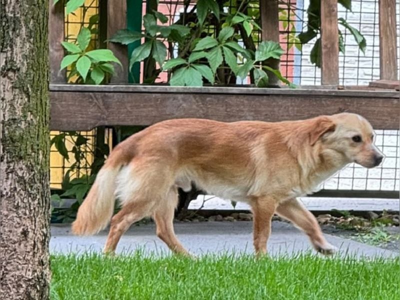 ♥POMELO♥ neu auf Pflegestelle bei Köln - zuckersüßer, noch unsicherer kleiner Junghund 39 cm