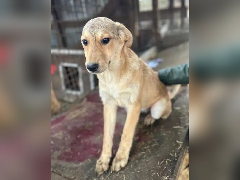 ♥DOTTY♥ ab 28. Feb auf Pflegestelle bei Köln - zauberhaftes, verspieltes kleines Welpenmädchen 35cm