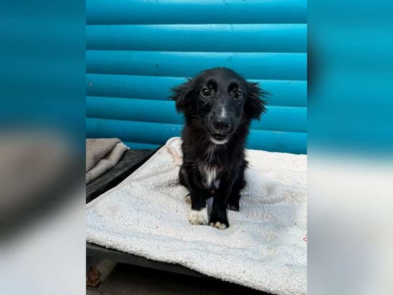 ♥TOKIO♥ auf Pflegestelle bei Köln - zuckersüßer, verspielter kleiner Welpe 28 cm