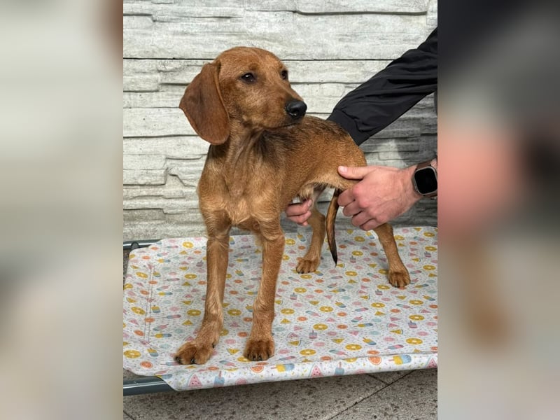 ♥COSMO♥ neu auf Pflegestelle bei Köln - süßer, verspielter kleiner Welpenbub 33 cm (wachsend)