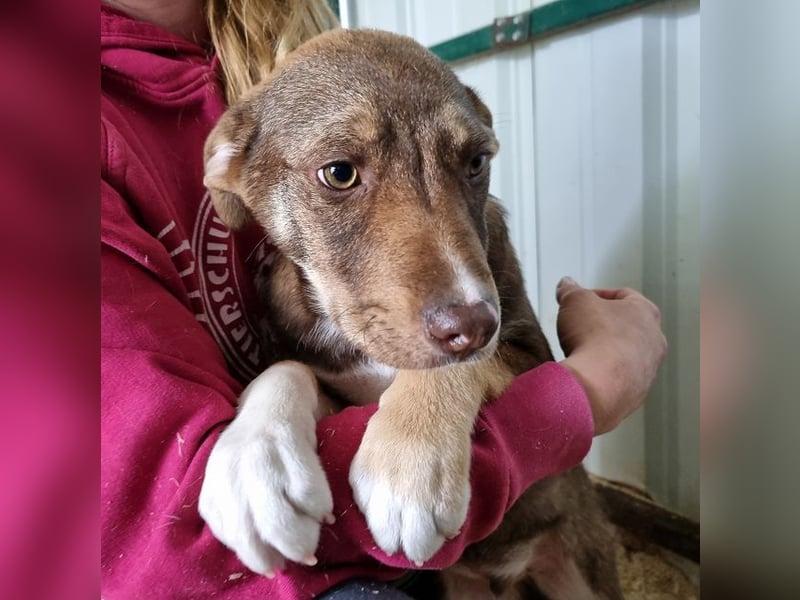 ♥CAPPUCCINO♥ süßer Welpe, der Offenheit, Freundlichkeit und ganz viel Lebensfreude mitbringt 39cm