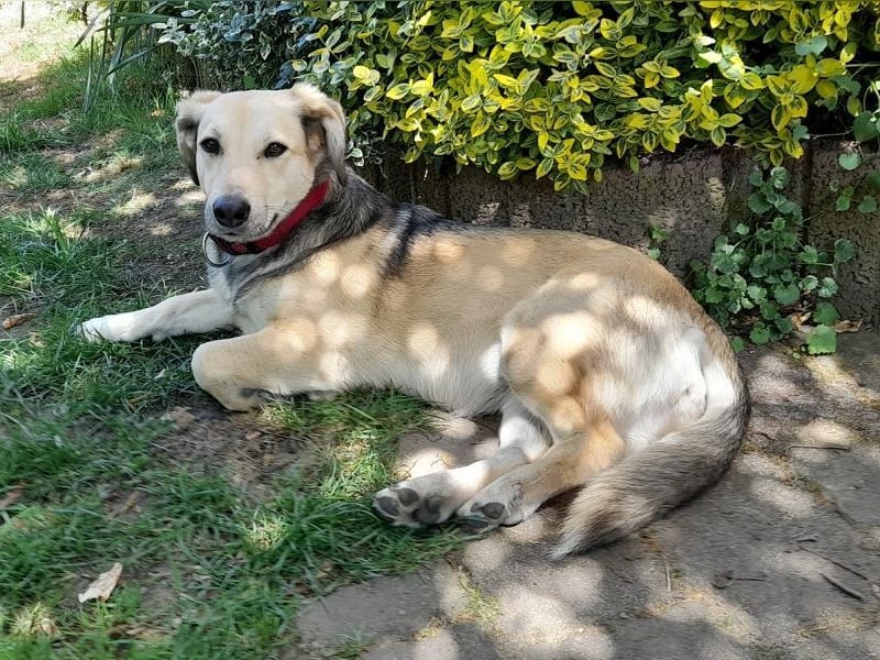 ♥MABLE♥ verliert ihr Zuhause bei Münster - hübsche, ganz liebe, anhängliche Hündin 40 cm