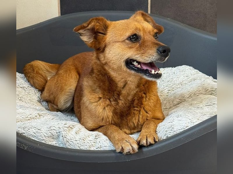 ♥MARILOU♥ neu auf Pflegestelle bei Köln -zauberhafte, neugierige, noch unsichere Hündin 40cm