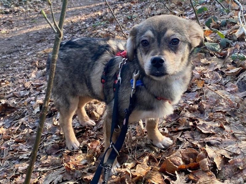 ♥HEDWIG♥ neu auf Pflegestelle bei Duisburg - süßes, verspieltes Welpenmädchen 33cm (wachsend)