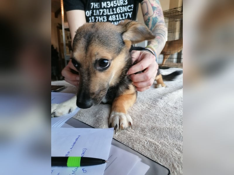 ⭐️MISSY⭐️, süßer Dackel-Mischling, Hündin, 4 Jahre, 31cm, Mischling, Tierschutz Rumänien