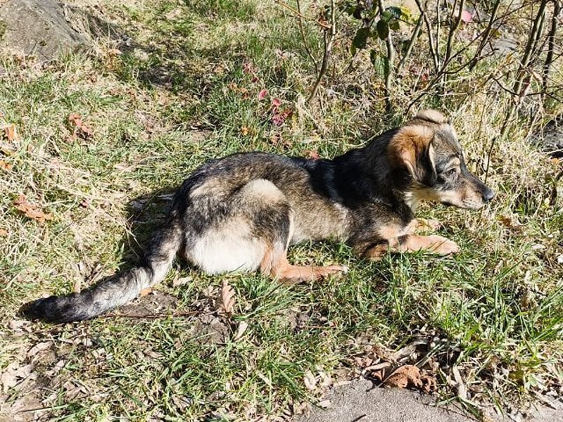 ♥HEIDI♥ auf Pflegestelle bei Köln - süße, verspielte Herzenshündin 32cm (wachsend)