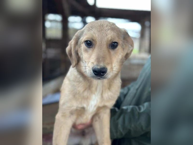 ♥DENNIS♥ ab 28. Feb auf Pflegest bei Köln -süßer, zutraulicher, verspielter kleiner Welpenjunge 35cm