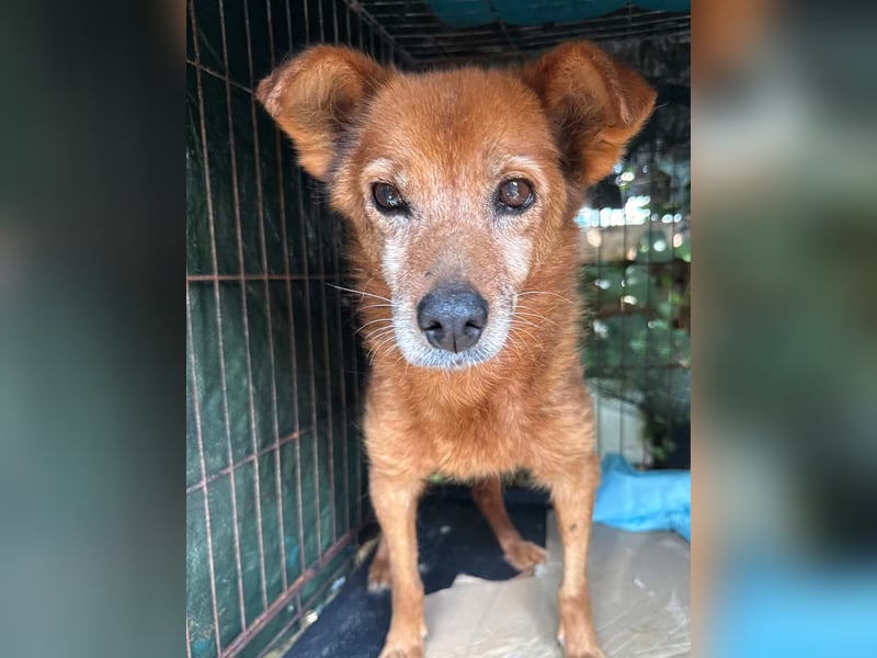 Notfell ⭐️SENORITA⭐️, liebevolle Hunde-Omi, 12 Jahre, 30 cm, Tierschutz Rumänien