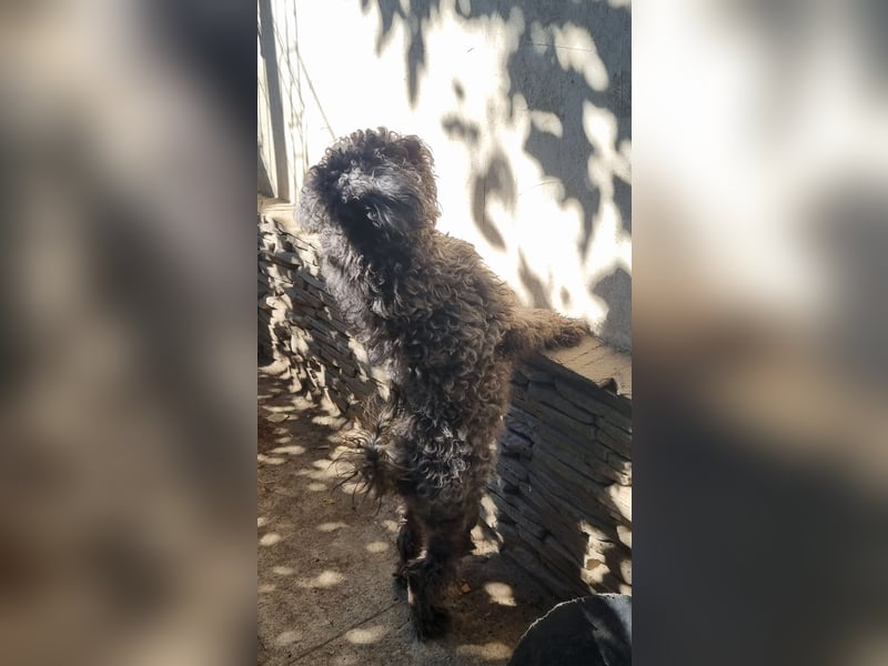 ⭐️SNICKERS⭐️, Pudel-Mischling, Rüde, 2 Jahre, 30 cm, Tierschutz Rumänien
