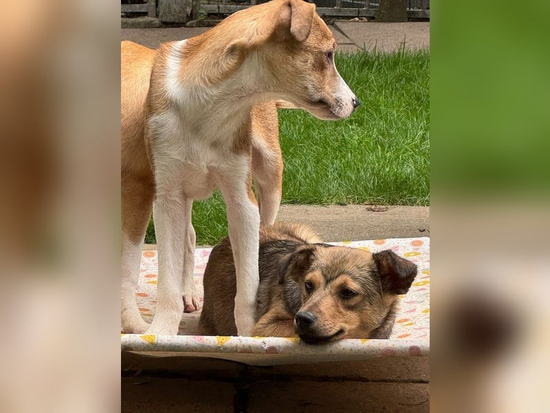 ♥FLO♥ neu auf Pflegestelle bei Köln - süßer, hübscher, noch etwas schüchterner Welpe 34cm