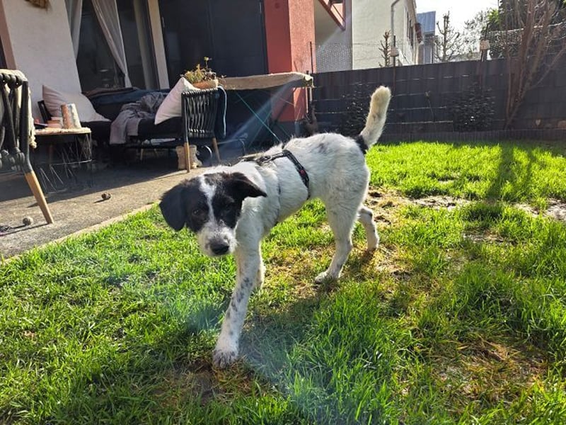 ♥ELSA♥ am 1. März im WDR Tiere suchen ein Zuhause - niedliche, verspielte Welpin 40 cm