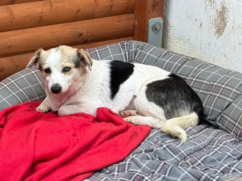 ♥TARA♥ neu auf Pflegest bei Köln-zarte,anfangs noch vorsichtige Hündin, die immer mehr aufblüht 30cm