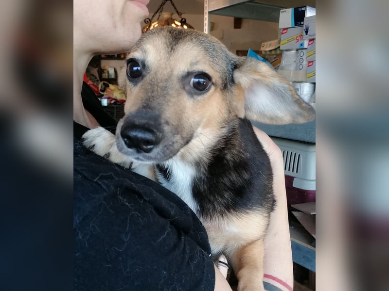 ⭐️MISSY⭐️, süßer Dackel-Mischling, Hündin, 4 Jahre, 31cm, Mischling, Tierschutz Rumänien