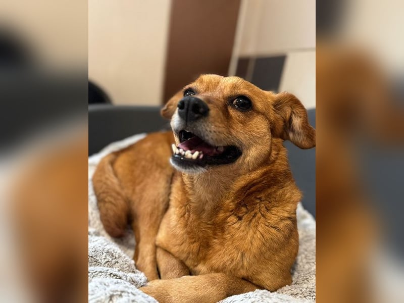 ♥MARILOU♥ neu auf Pflegestelle bei Köln -zauberhafte, neugierige, noch unsichere Hündin 40cm