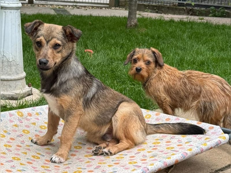 ♥FLO♥ neu auf Pflegestelle bei Köln - süßer, hübscher, noch etwas schüchterner Welpe 34cm