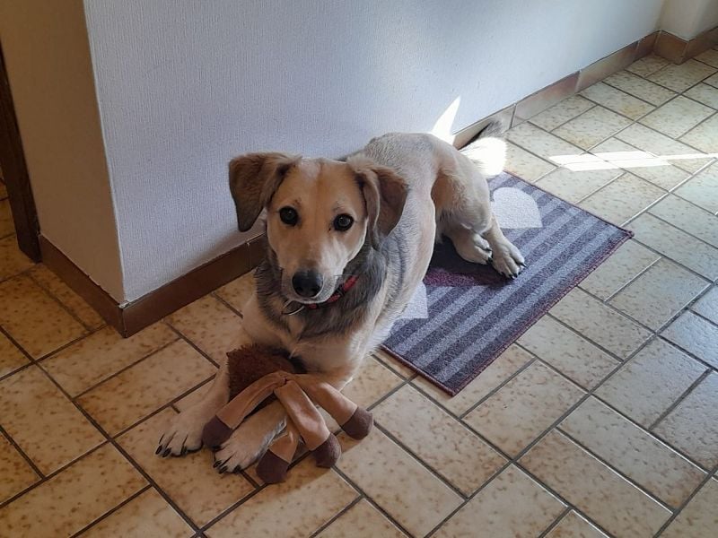 ♥MABLE♥ verliert ihr Zuhause bei Münster - hübsche, ganz liebe, anhängliche Hündin 40 cm